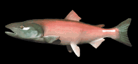 3767_salmon